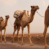 Download uden begrænsninger